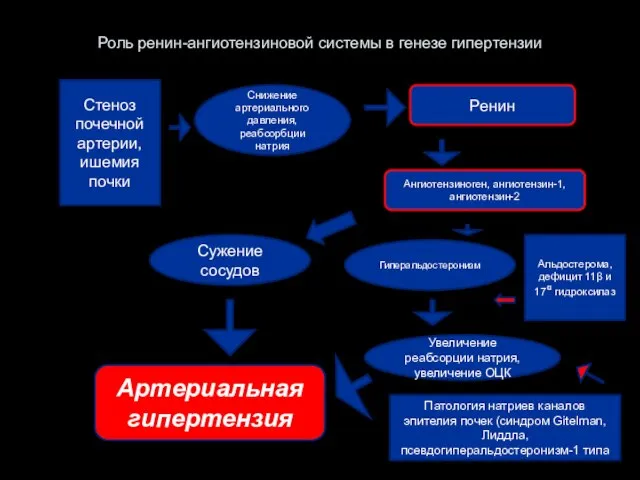 Роль ренин-ангиотензиновой системы в генезе гипертензии Снижение артериального давления, реабсорбции натрия