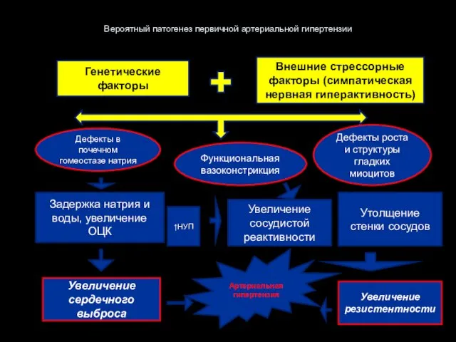 Вероятный патогенез первичной артериальной гипертензии Генетические факторы Внешние стрессорные факторы (симпатическая