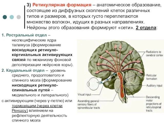 3) Ретикулярная формация – анатомическое образование, состоящее из диффузных скоплений клеток