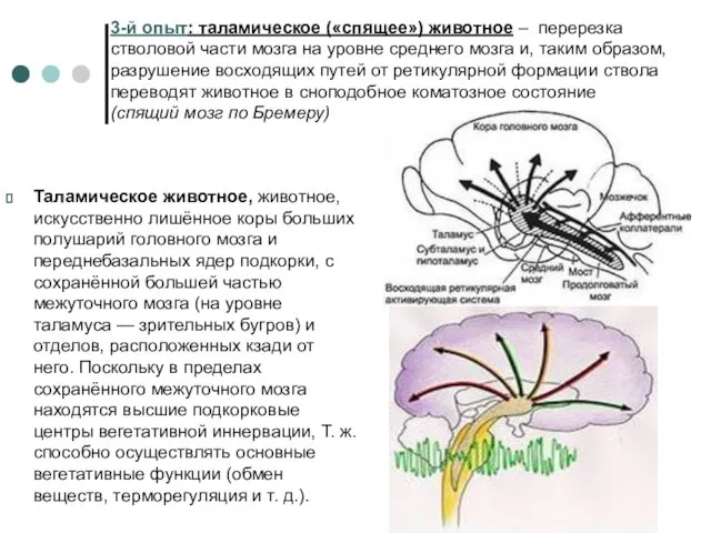 3-й опыт: таламическое («спящее») животное – перерезка стволовой части мозга на