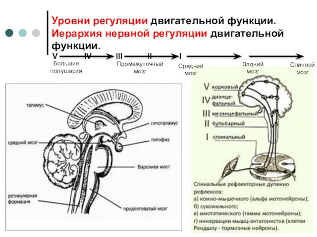 Уровни регуляции двигательной функции. Иерархия нервной регуляции двигательной функции. V IV