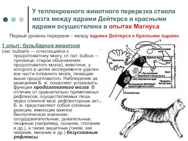 У теплокровного животного перерезка ствола мозга между ядрами Дейтерса и красными