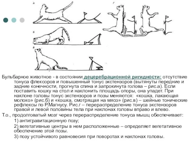 Бульбарное животное - в состоянии децеребрационной ригидности: отсутствие тонуса флексоров и