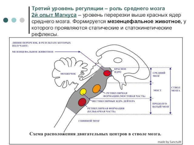 Третий уровень регуляции – роль среднего мозга 2й опыт Магнуса –