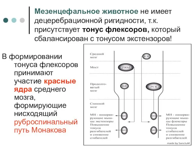 Мезенцефальное животное не имеет децеребрационной ригидности, т.к. присутствует тонус флексоров, который