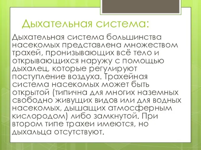 Дыхательная система: Дыхательная система большинства насекомых представлена множеством трахей, пронизывающих всё