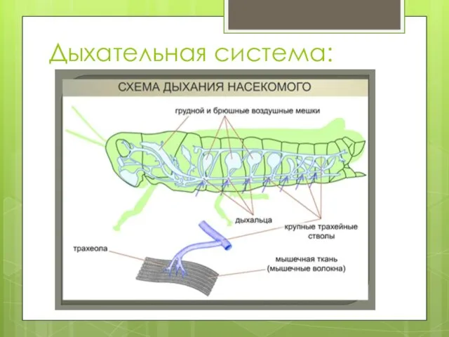 Дыхательная система: