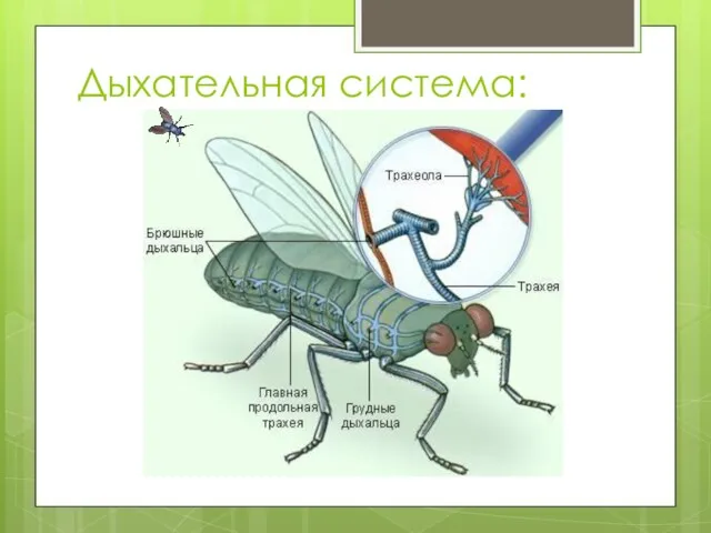 Дыхательная система: