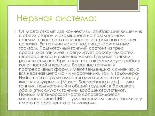 Нервная система: От мозга отходят две коннективы, огибающие кишечник с обеих