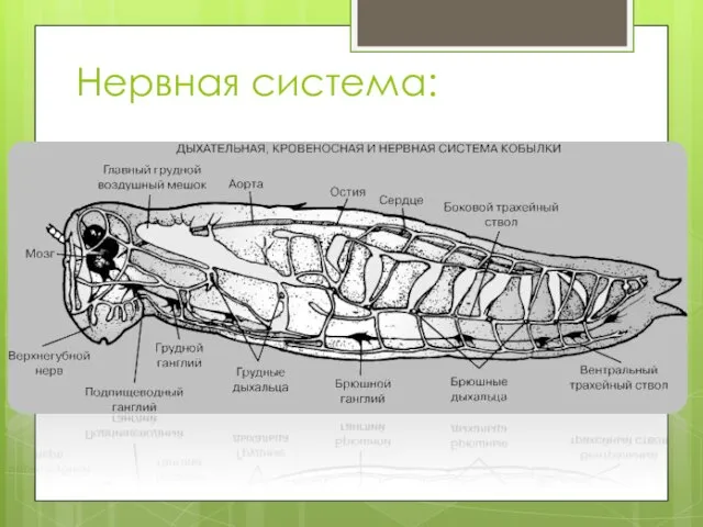 Нервная система: