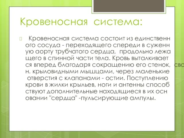 Кровеносная система: Кровеносная система состоит из единственного сосуда - переходящего спереди