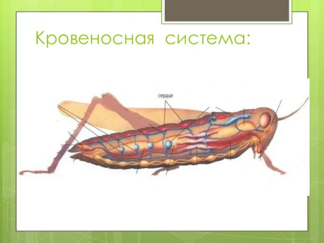 Кровеносная система: