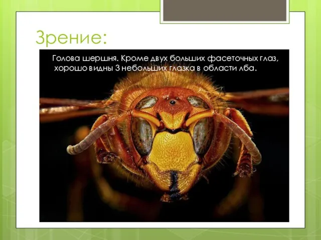 Зрение: Голова шершня. Кроме двух больших фасеточных глаз, хорошо видны 3 небольших глазка в области лба.