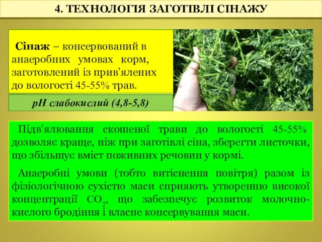 Сінаж – консервований в анаеробних умовах корм, заготовлений із прив’ялених до