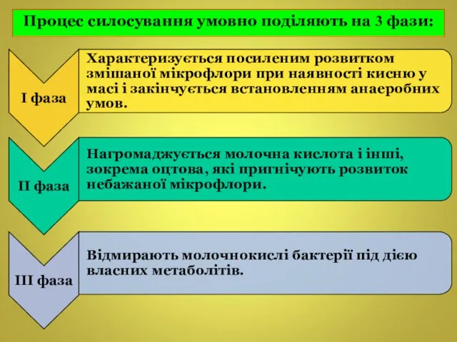 Процес силосування умовно поділяють на 3 фази: