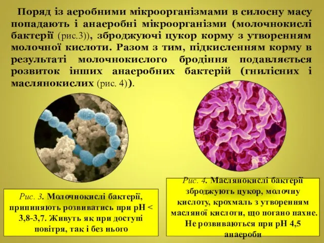 Поряд із аеробними мікроорганізмами в силосну масу попадають і анаеробні мікроорганізми