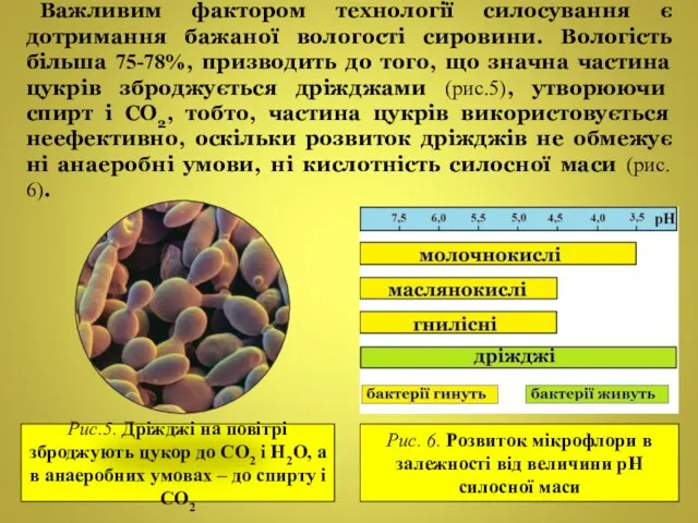 Важливим фактором технології силосування є дотримання бажаної вологості сировини. Вологість більша