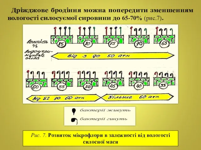 Дріжджове бродіння можна попередити зменшенням вологості силосуємої сировини до 65-70% (рис.7).