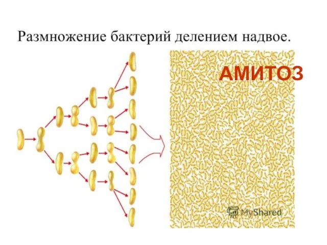 АМИТОЗ