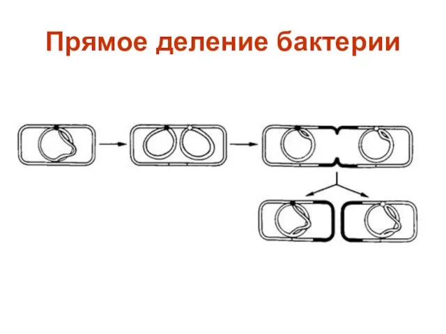 Прямое деление бактерии