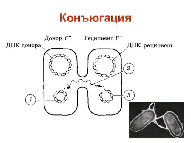 Конъюгация