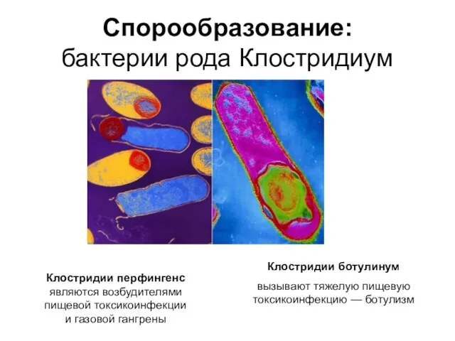 Спорообразование: бактерии рода Клостридиум Клостридии ботулинум вызывают тяжелую пищевую токсикоинфекцию —