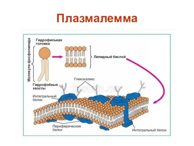 Плазмалемма