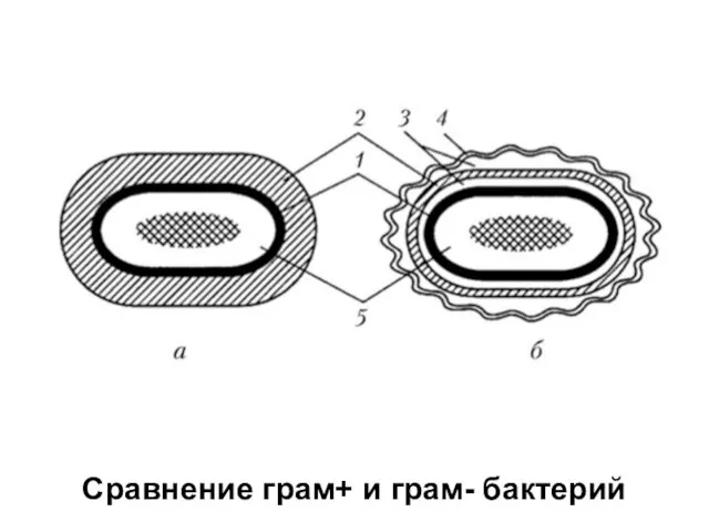 Сравнение грам+ и грам- бактерий