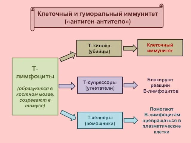 Клеточный и гуморальный иммунитет («антиген-антитело») Т-лимфоциты (образуются в костном мозге, созревают