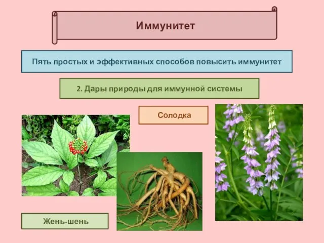 Иммунитет Пять простых и эффективных способов повысить иммунитет 2. Дары природы для иммунной системы Жень-шень Солодка