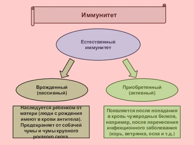 Иммунитет Естественный иммунитет Врожденный (пассивный) Приобретенный (активный) Наследуется ребенком от матери