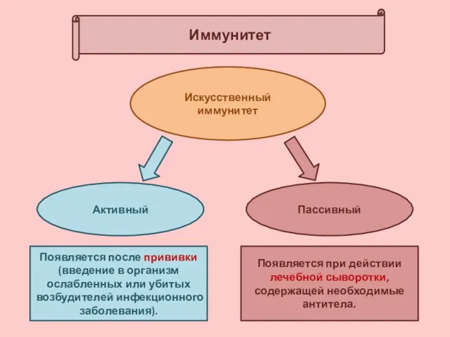 Иммунитет Искусственный иммунитет Активный Пассивный Появляется после прививки (введение в организм