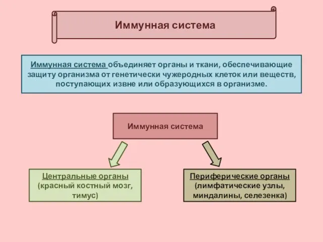 Иммунная система Центральные органы (красный костный мозг, тимус) Иммунная система объединяет