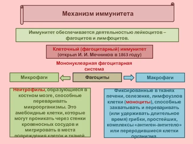 Механизм иммунитета Иммунитет обеспечивается деятельностью лейкоцитов – фагоцитов и лимфоцитов. Нейтрофилы,