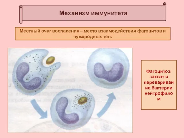 Механизм иммунитета Местный очаг воспаления – место взаимодействия фагоцитов и чужеродных