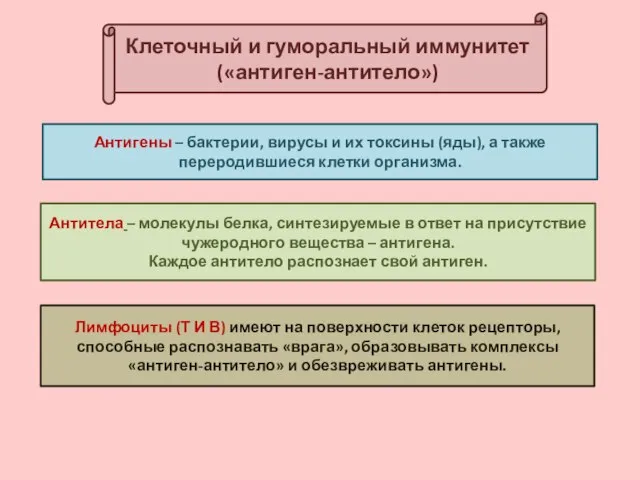 Клеточный и гуморальный иммунитет («антиген-антитело») Антитела – молекулы белка, синтезируемые в