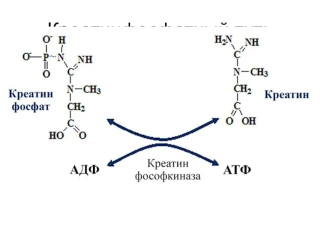 Креатинфосфатный путь