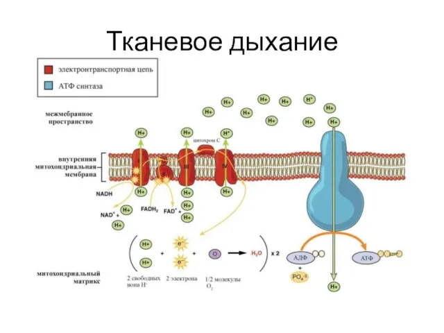 Тканевое дыхание