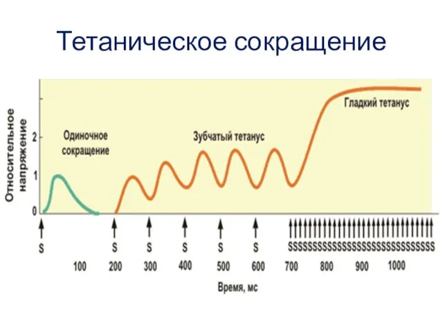 Тетаническое сокращение