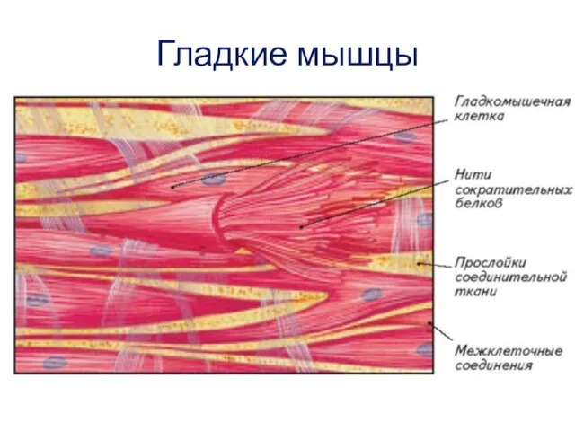 Гладкие мышцы