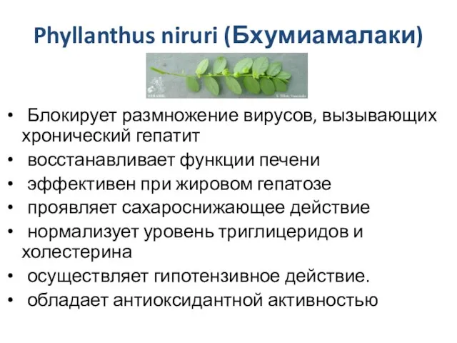 Phyllanthus niruri (Бхумиамалаки) Блокирует размножение вирусов, вызывающих хронический гепатит восстанавливает функции