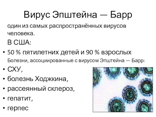 Вирус Эпштейна — Барр один из самых распространённых вирусов человека. В