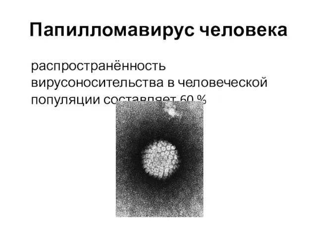 Папилломавирус человека распространённость вирусоносительства в человеческой популяции составляет 60 %