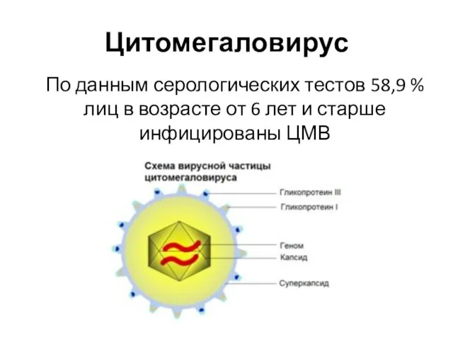 Цитомегаловирус По данным серологических тестов 58,9 % лиц в возрасте от