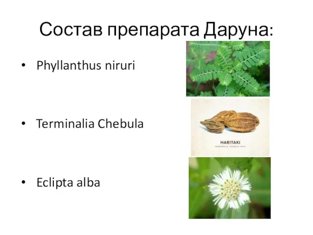 Состав препарата Даруна: Phyllanthus niruri Terminalia Chebula Eclipta alba