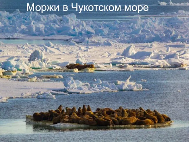 Моржи в Чукотском море