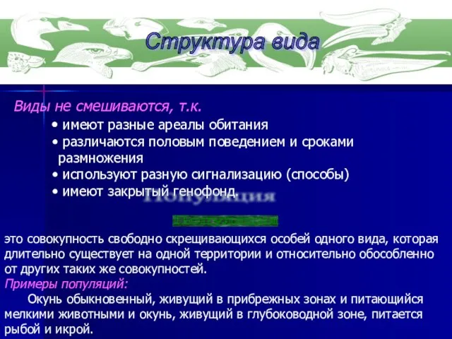 Виды не смешиваются, т.к. имеют разные ареалы обитания различаются половым поведением