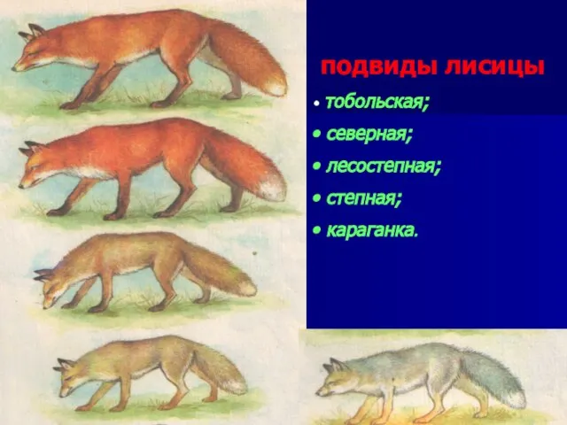 подвиды лисицы тобольская; северная; лесостепная; степная; караганка.