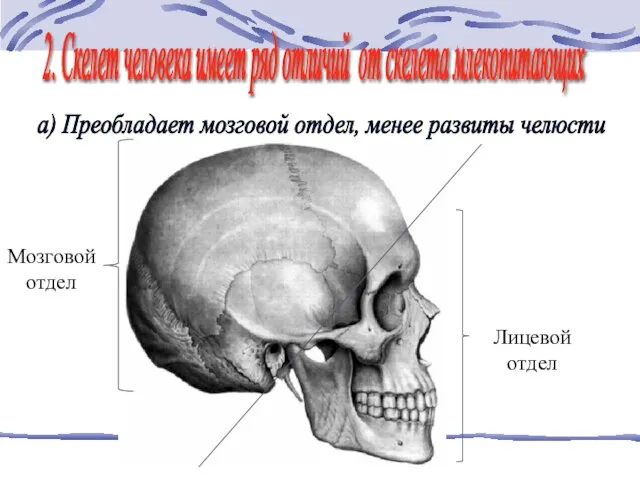 Мозговой отдел Лицевой отдел 2. Скелет человека имеет ряд отличий от