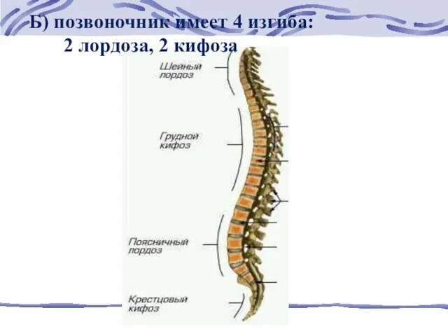 Б) позвоночник имеет 4 изгиба: 2 лордоза, 2 кифоза